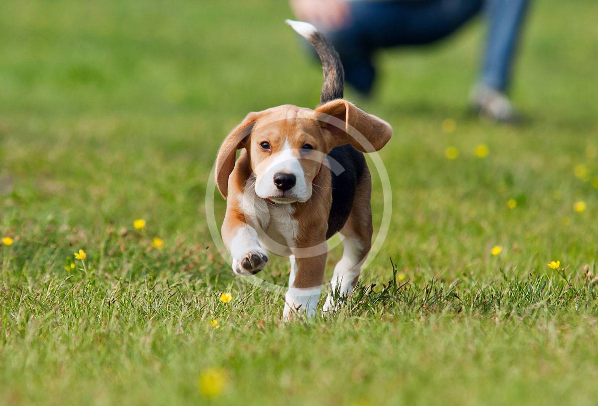 pets15.jpg