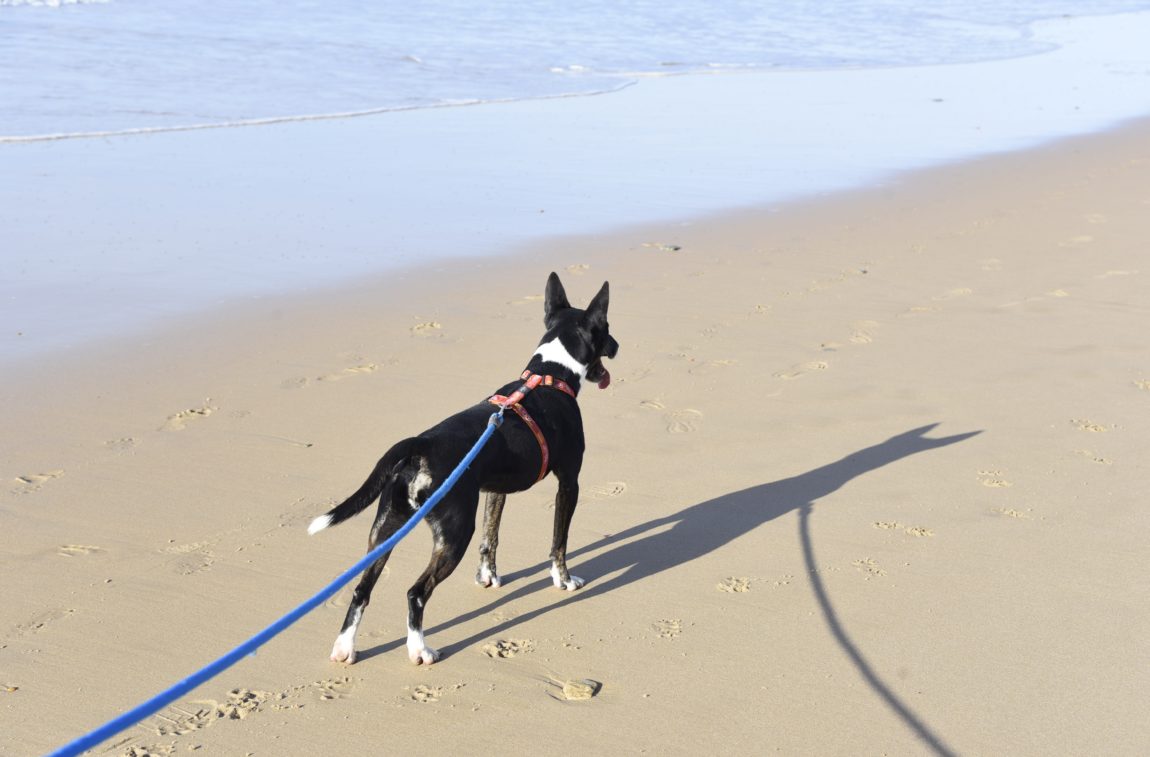 Clarence-playa-2.jpg