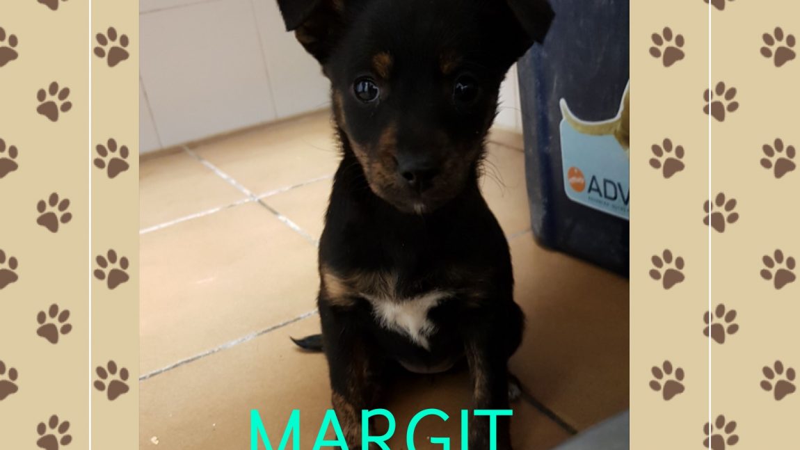 Margit