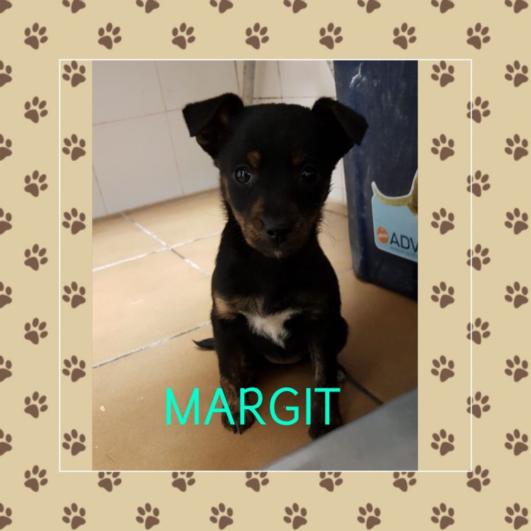 Margit