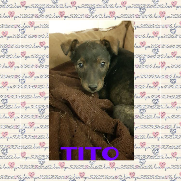 Tito