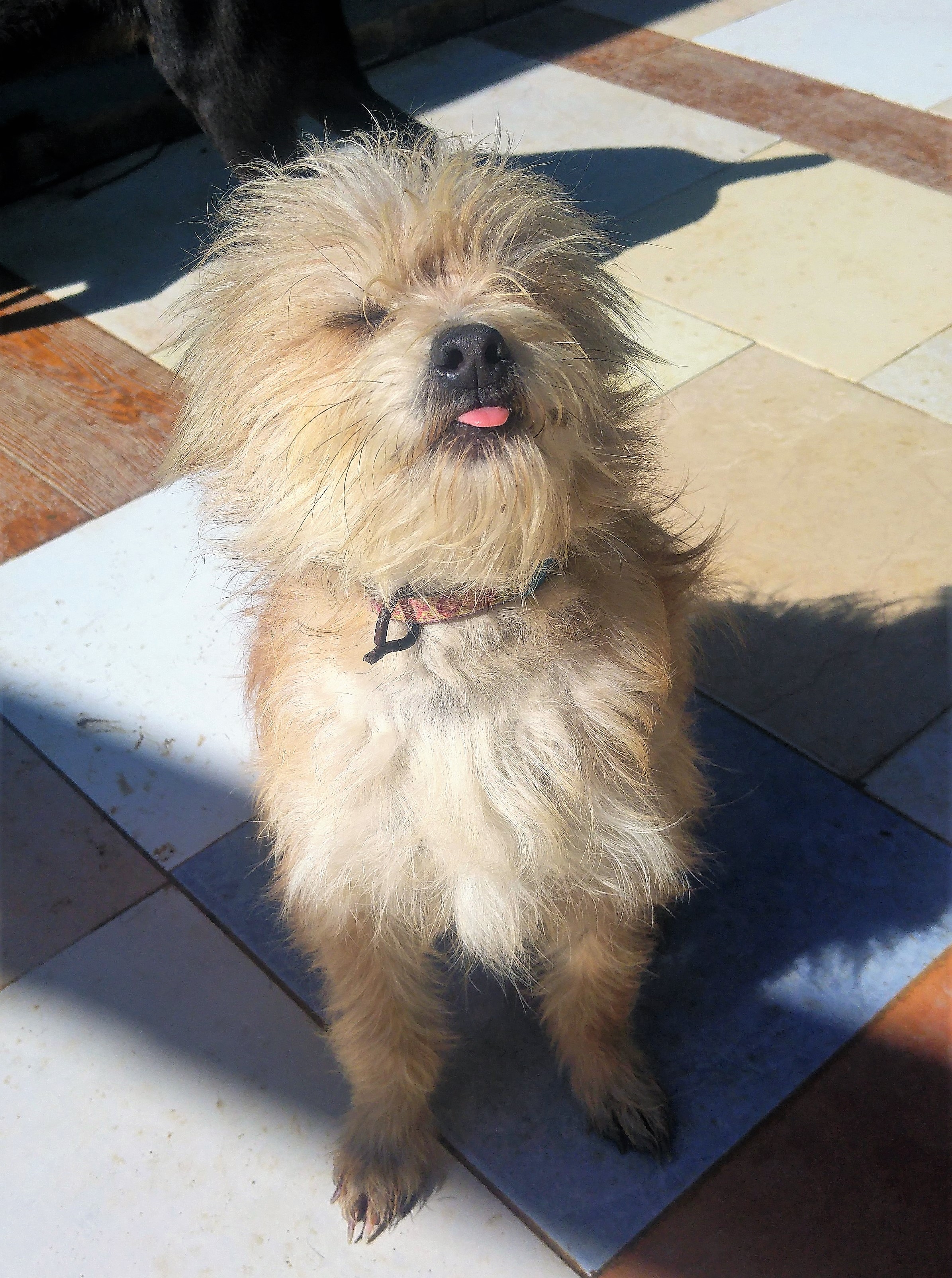 Lengua.jpg