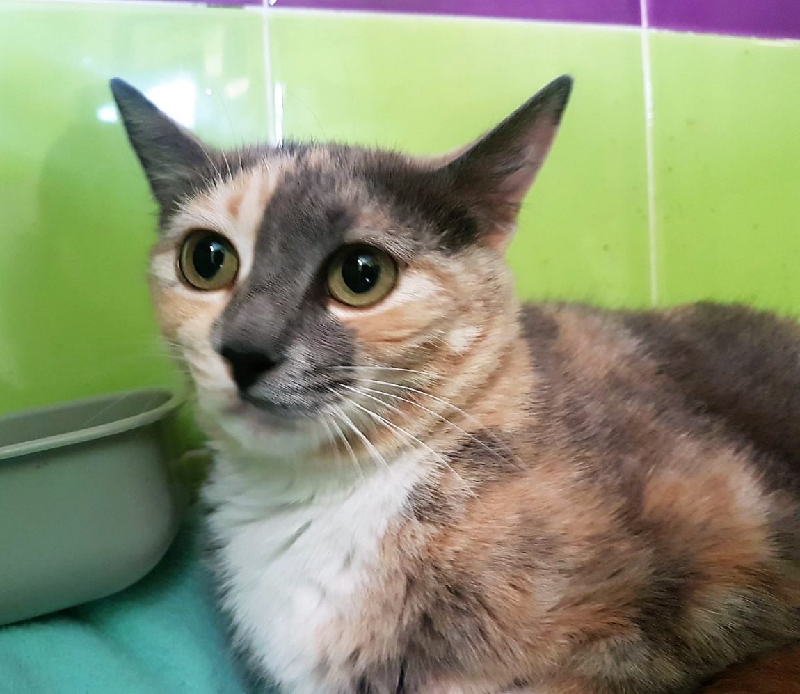 Lola-1.jpg