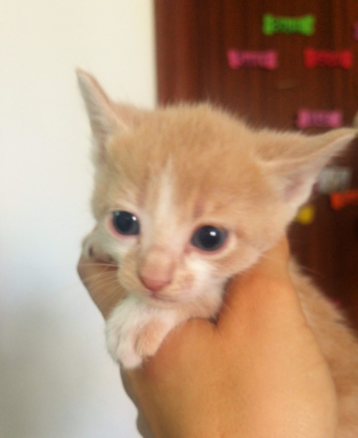 Kahlua.jpg