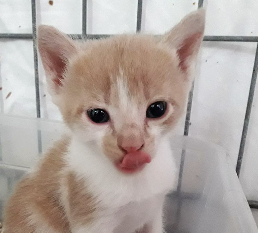 Kahlua-5.jpg