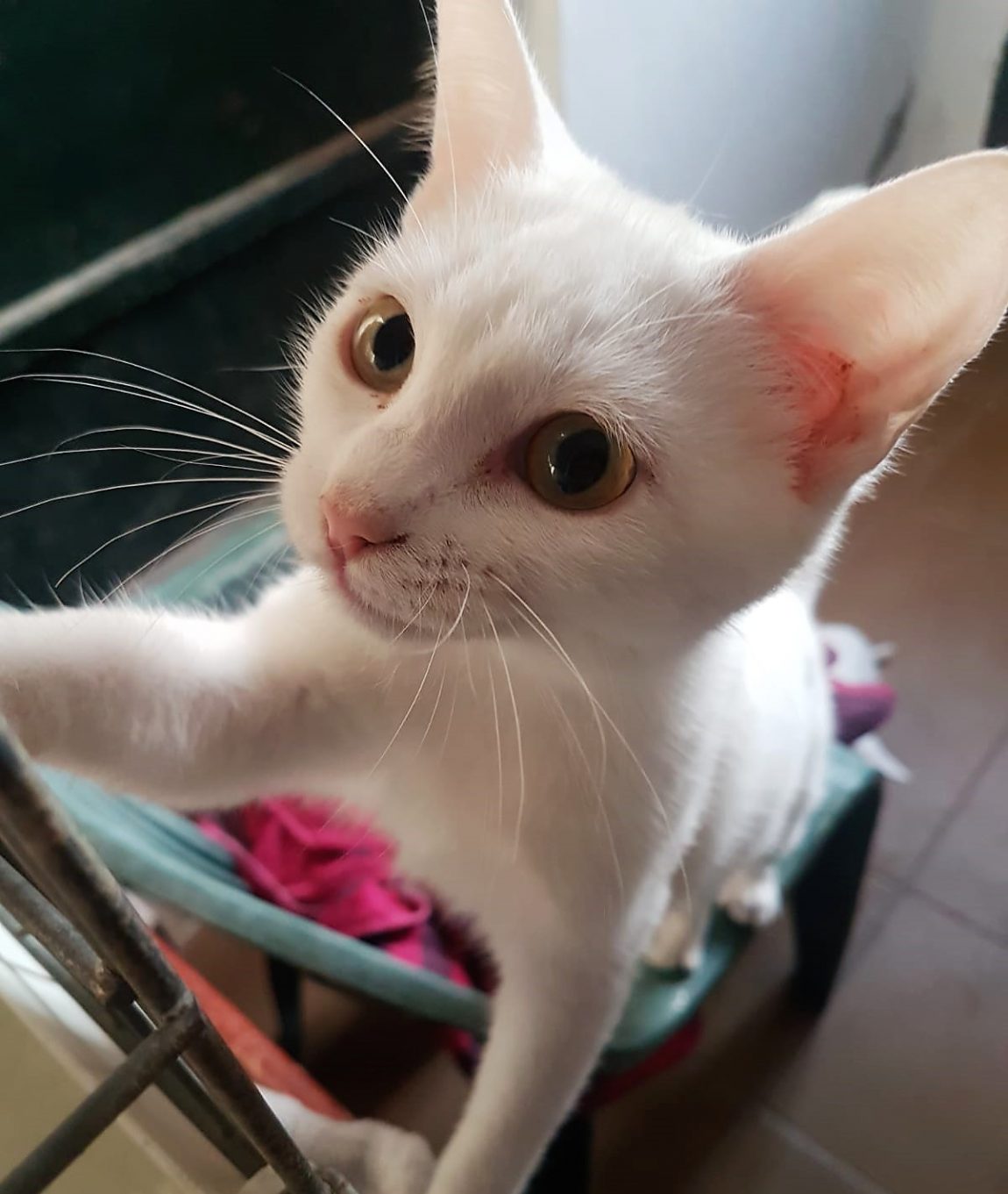 Tikki-2.jpg