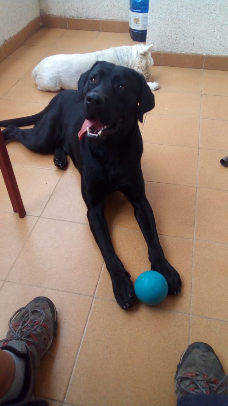 SOS Labrador perdido en Jerez SOS