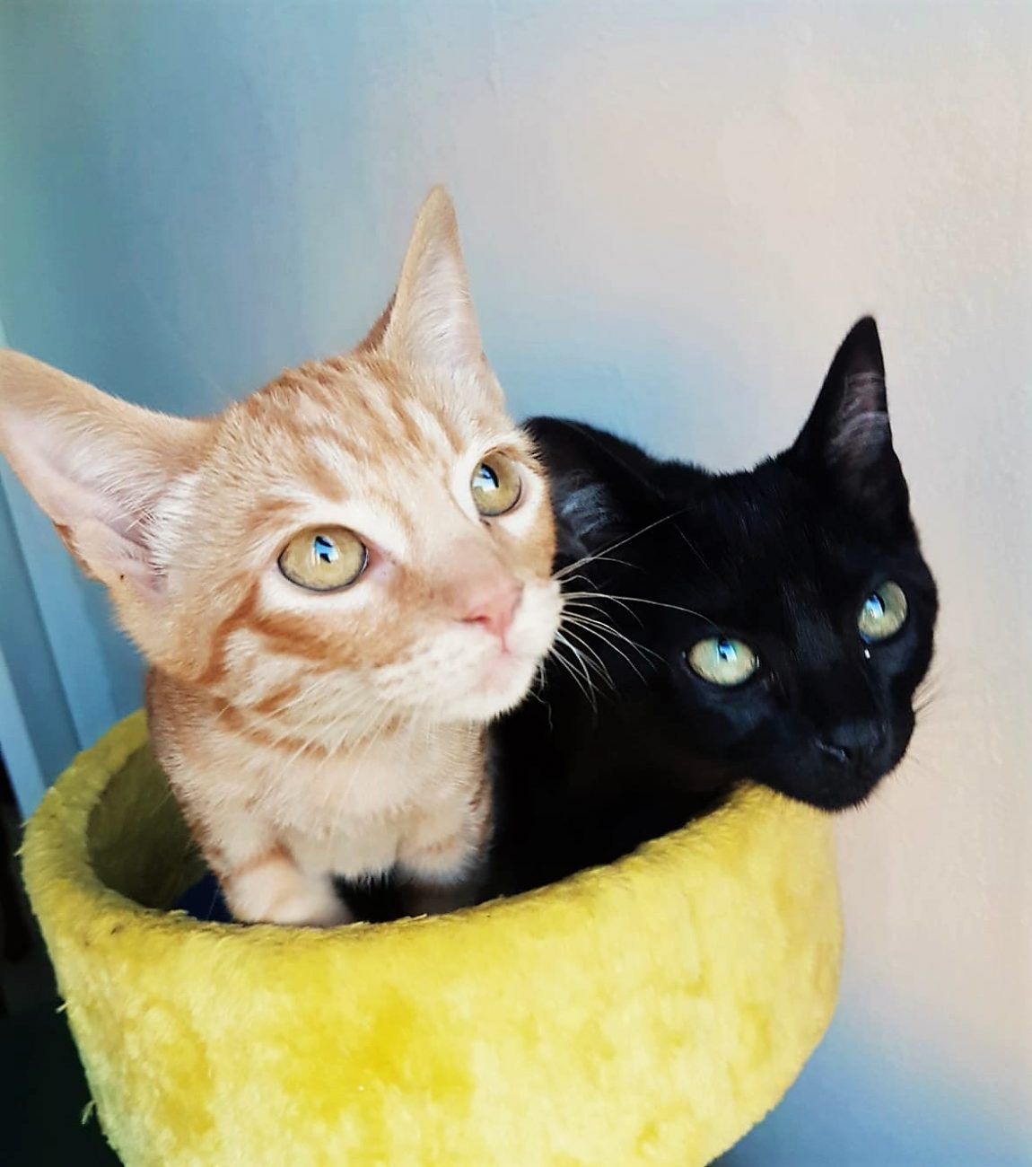Cedric-y-Draco.jpg