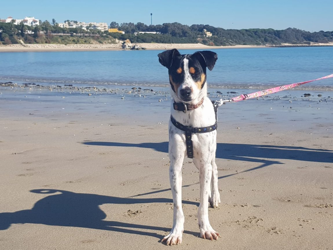 Tintor-playa.jpg