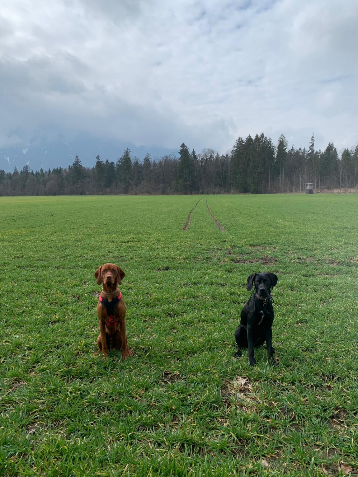 IMG-20190329-WA0028.jpg