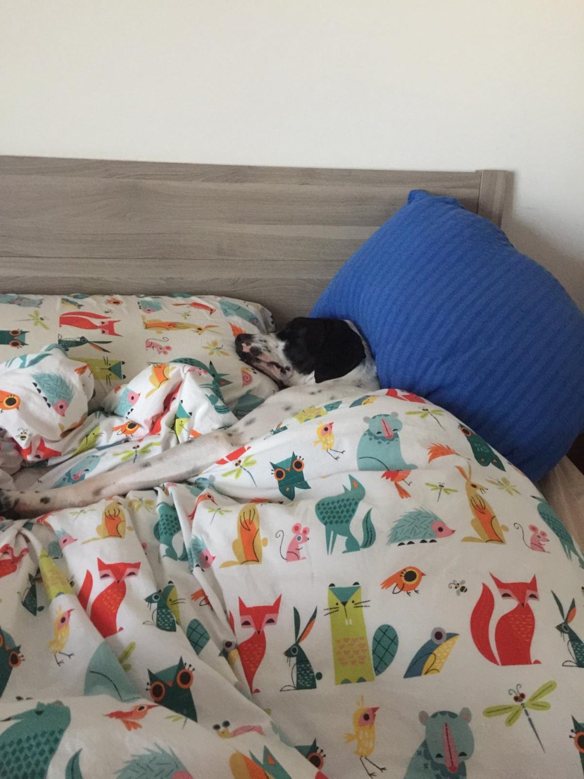 IMG-20190329-WA0149.jpg