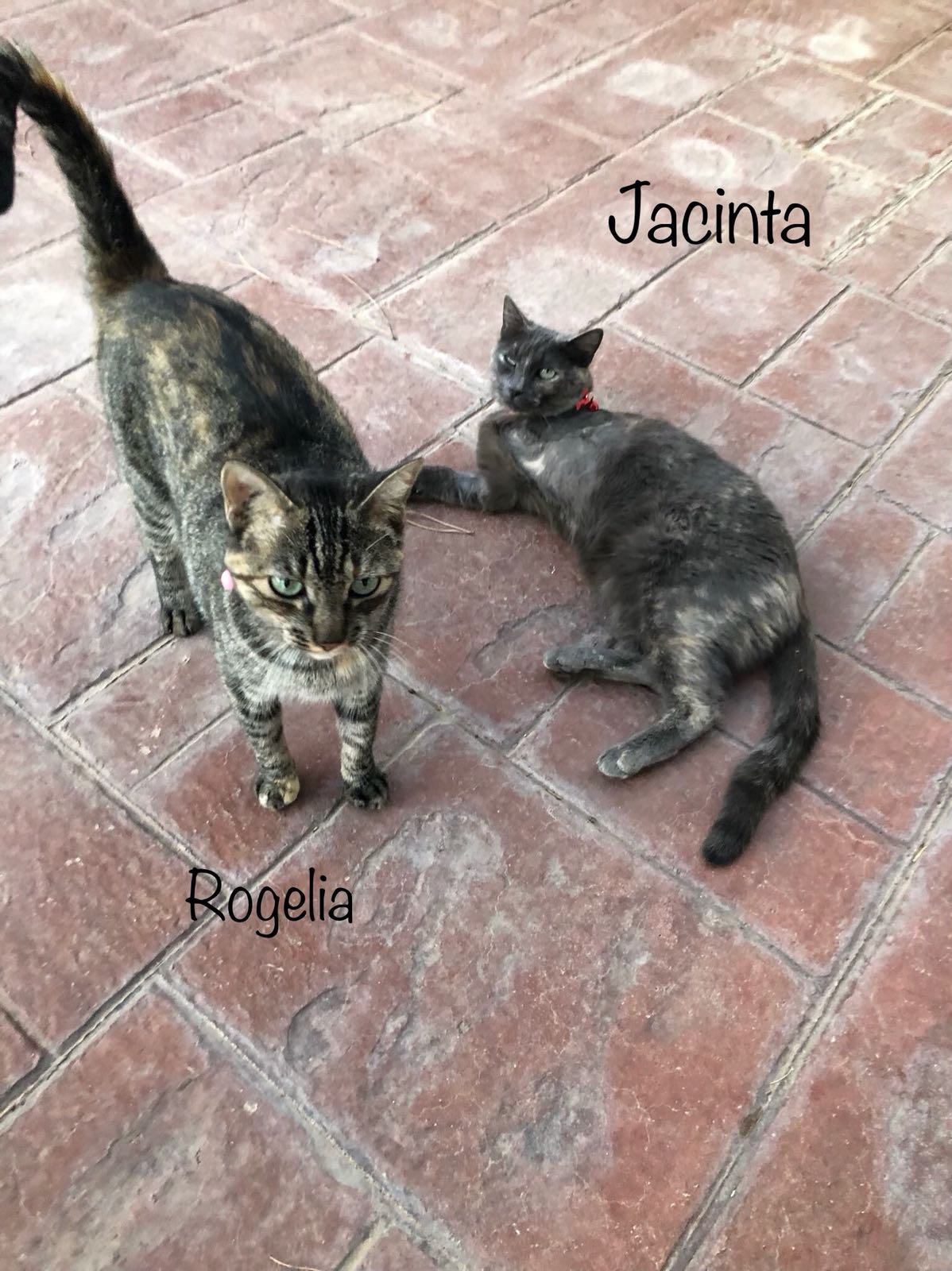 JACIENTA-Y-ROGELIA.jpg