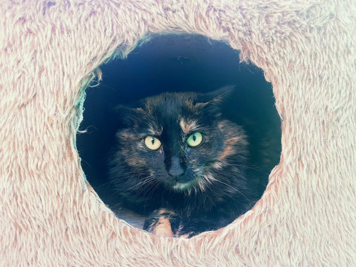 Lucy.jpg