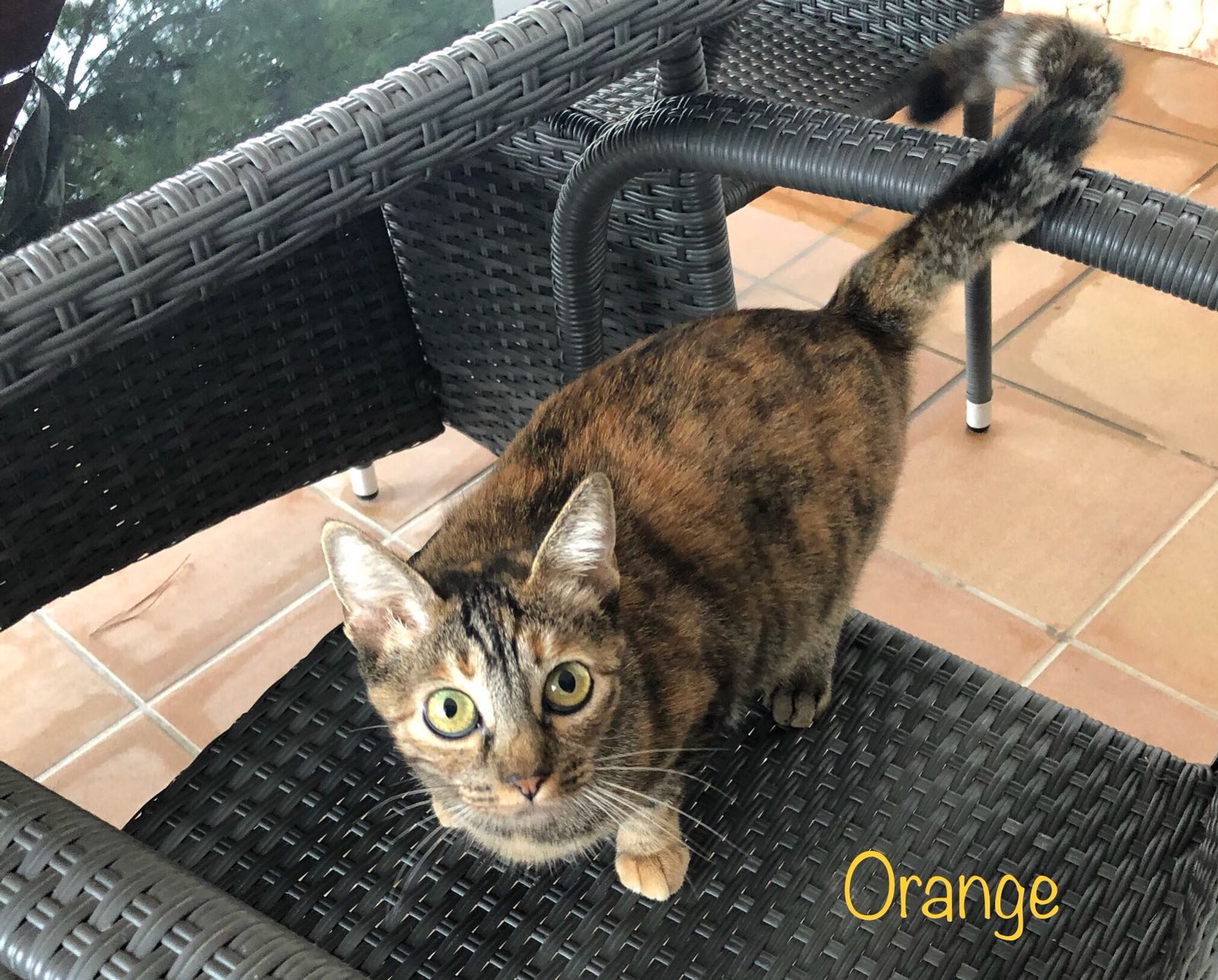 ORANGE-3.jpg