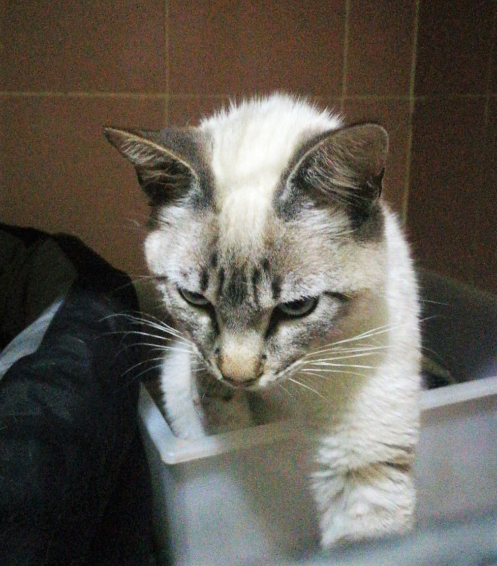 Meeko-2.jpg
