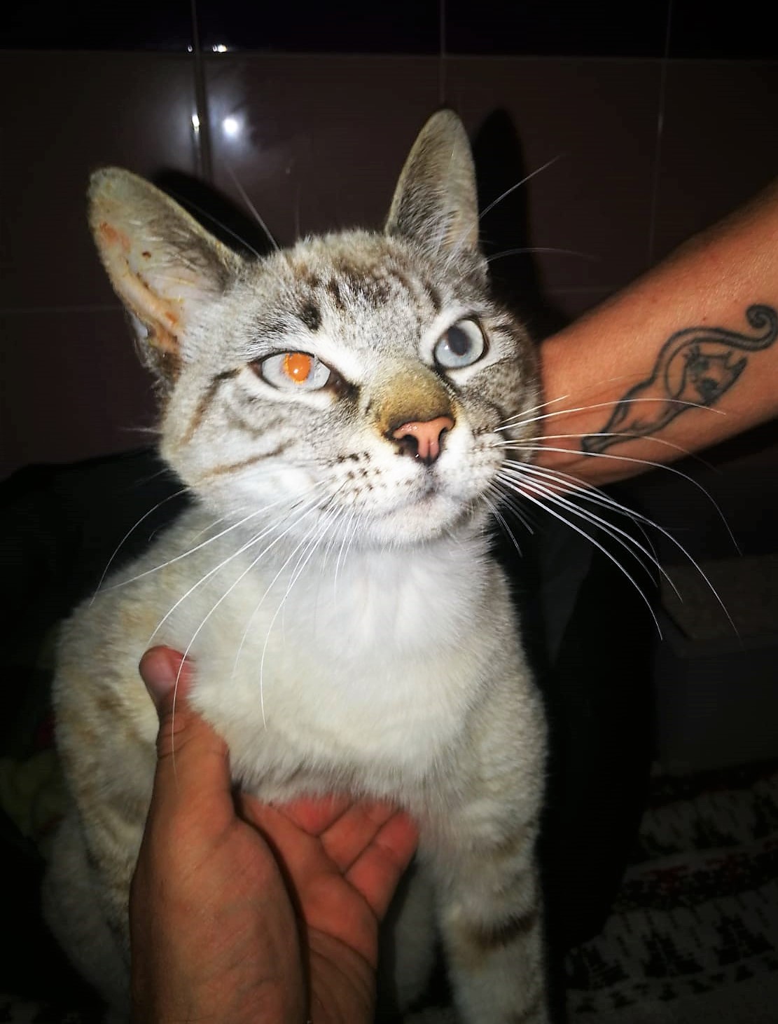 Meeko-3.jpg