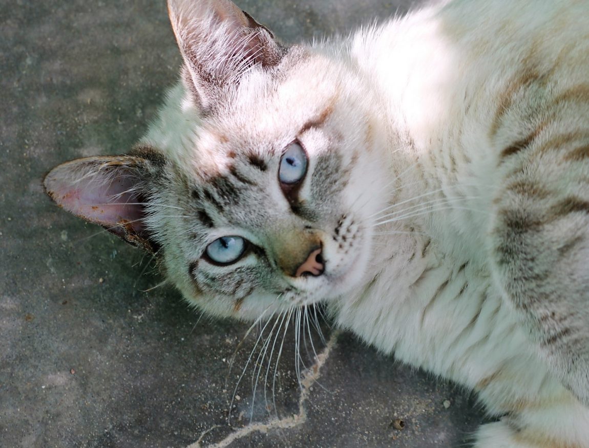 Meeko-4-1.jpg