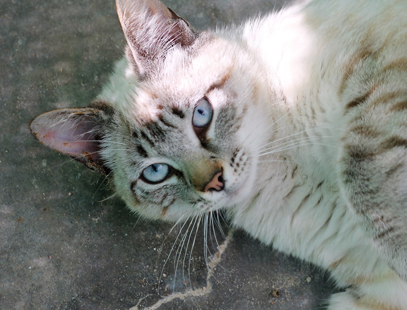 Meeko-4-1.jpg