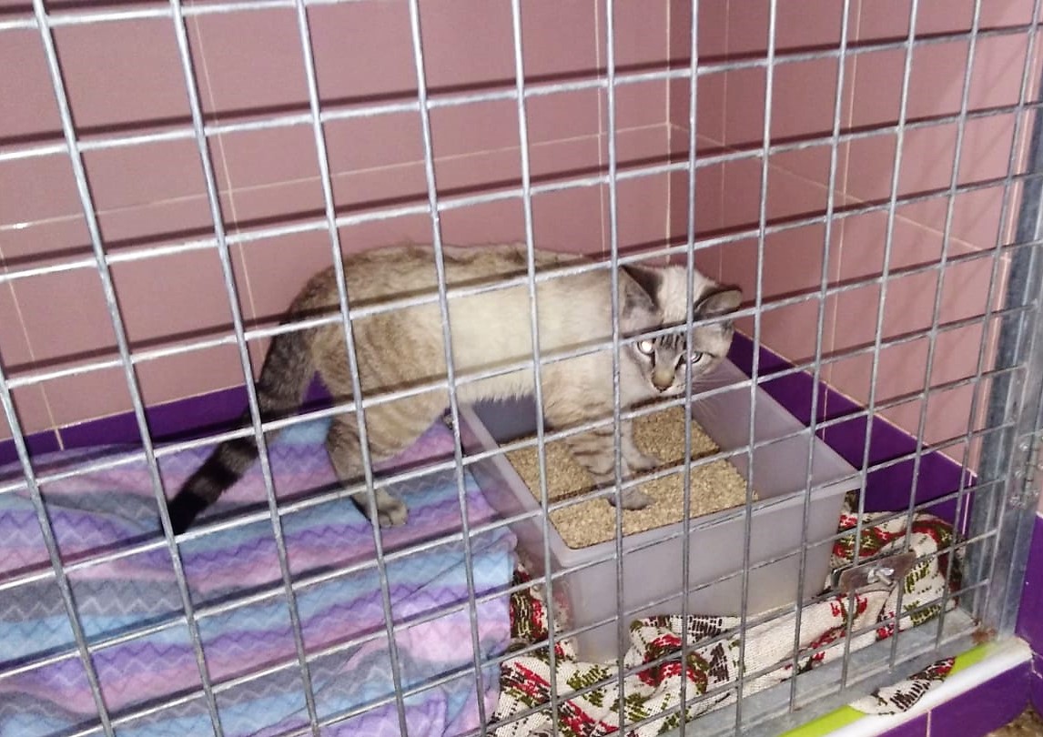 Meeko-4.jpg