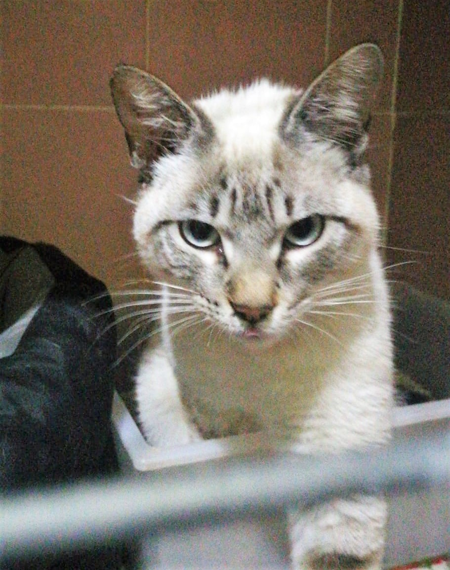 Meeko.jpg