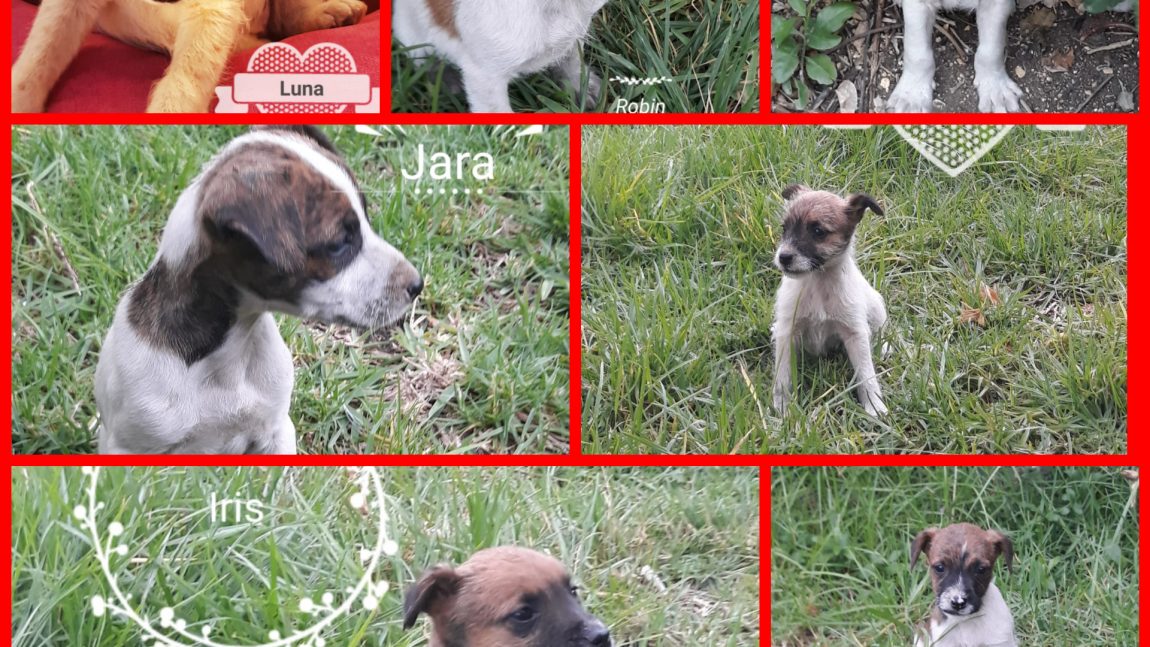 Se busca familia para estos 7 cachorros