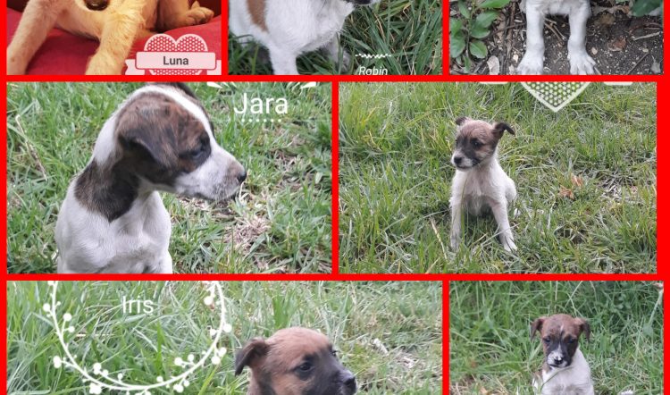 Se busca familia para estos 7 cachorros