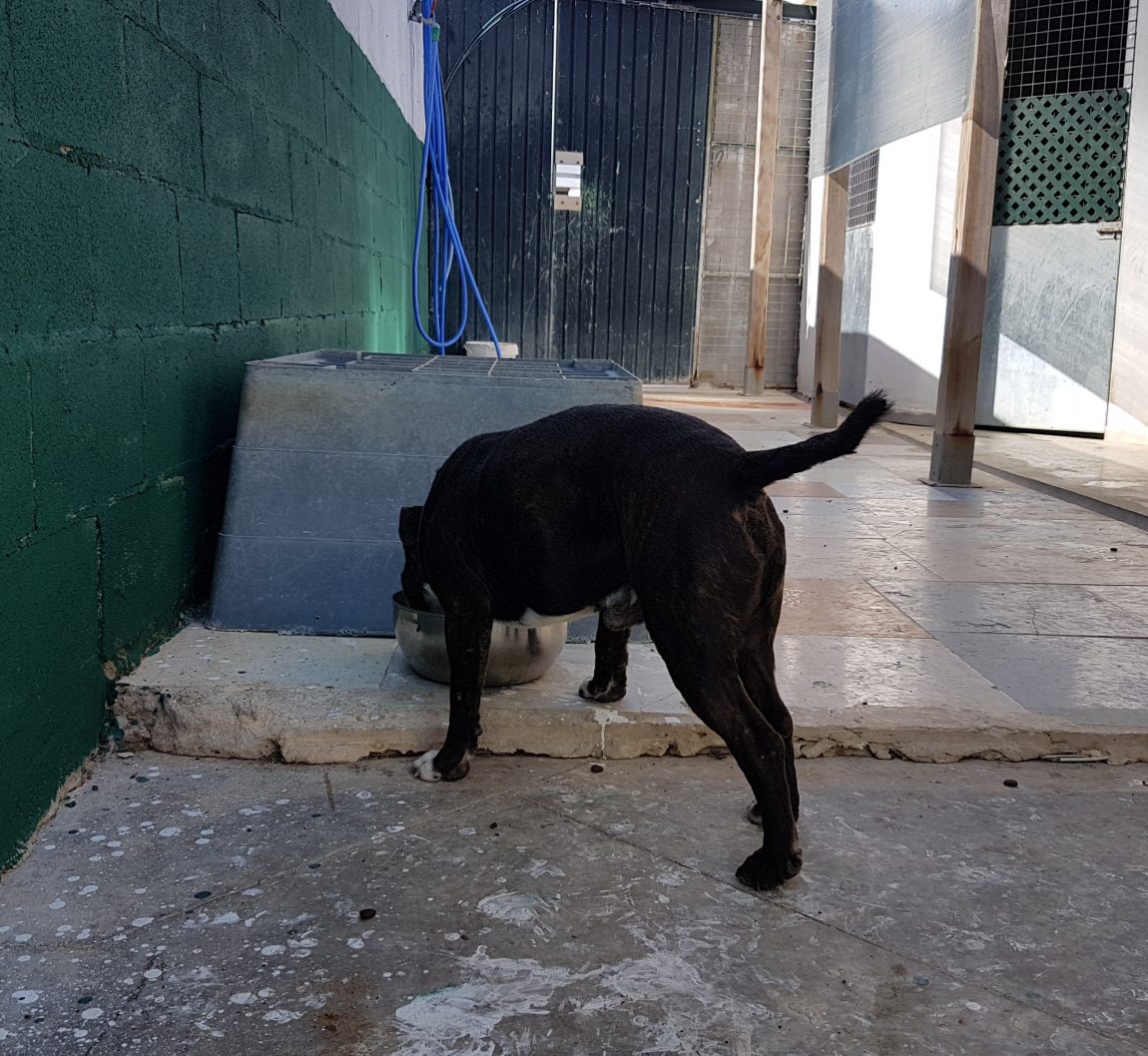 Chato5.jpg