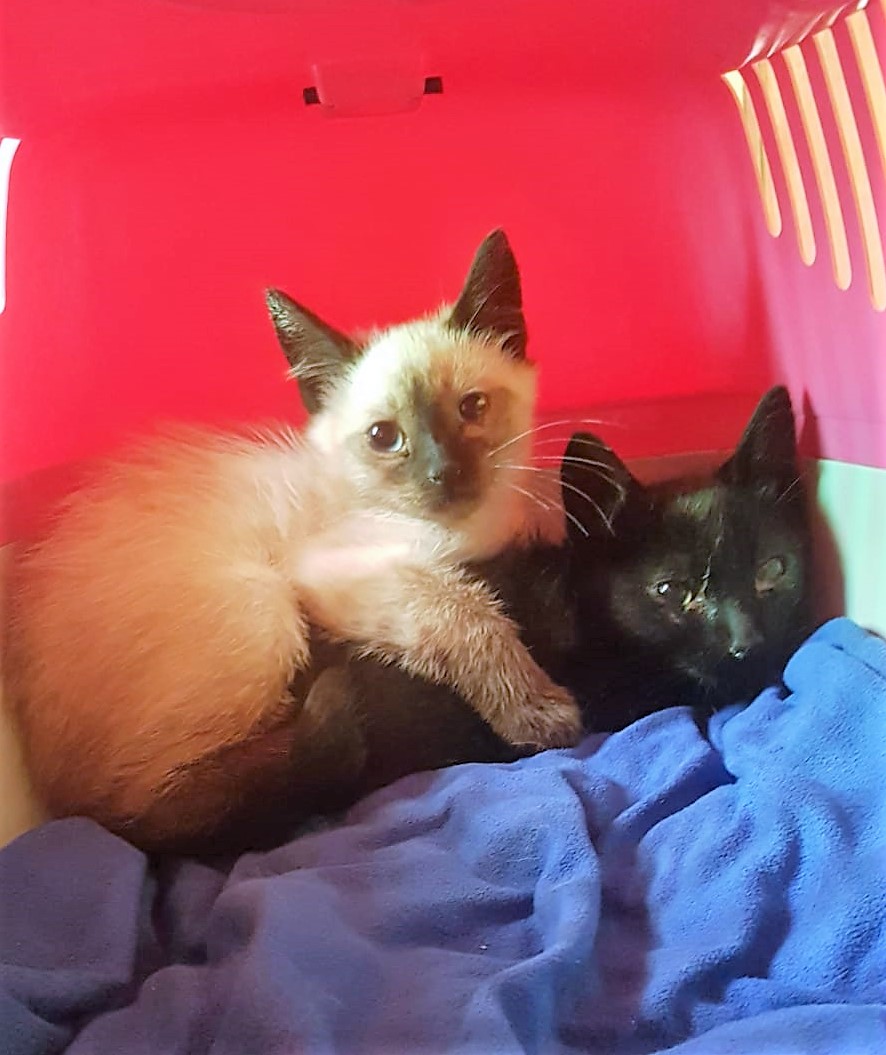 Mahina-y-Tyr.jpg