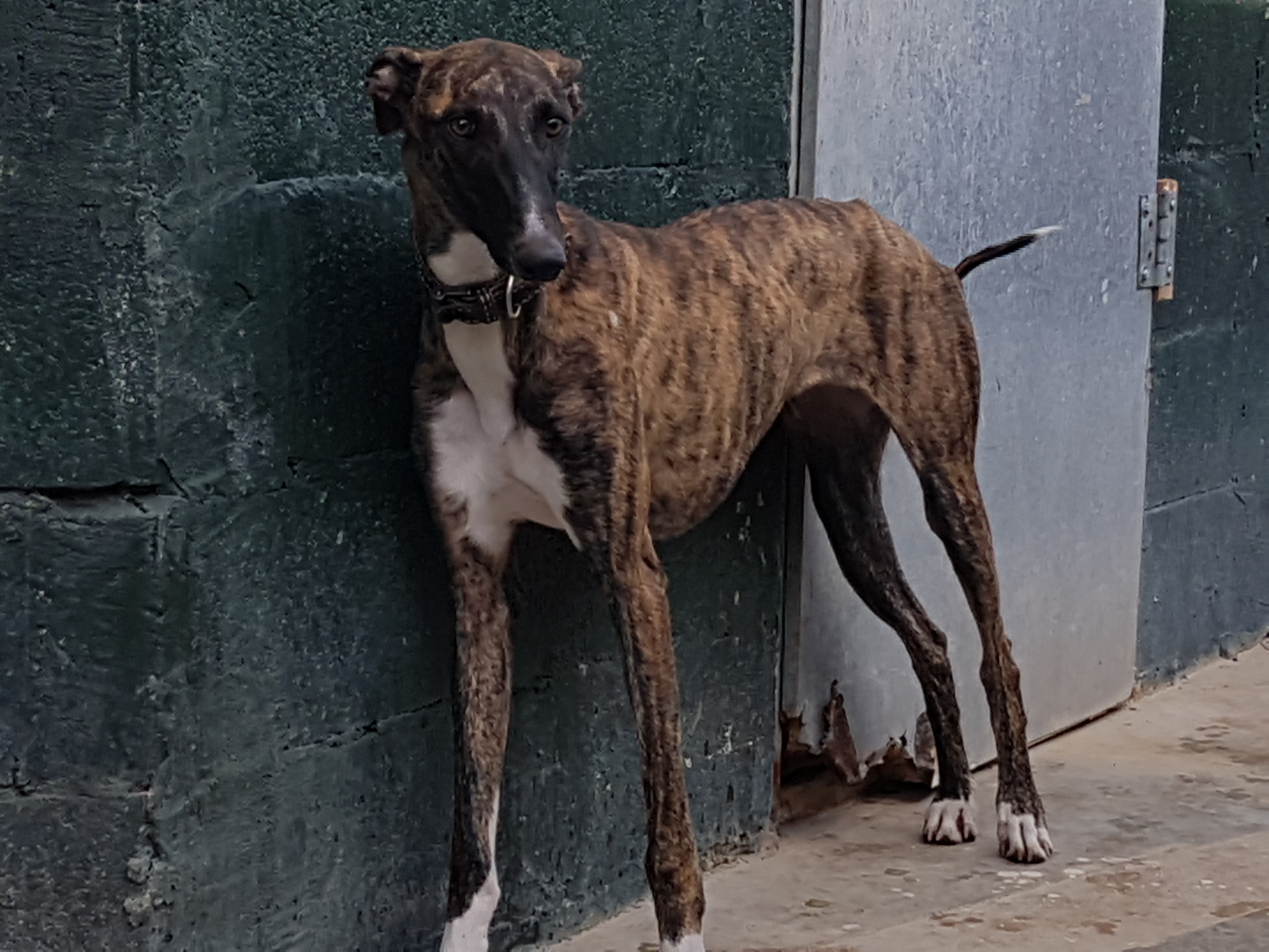 Peggy-Sue5.jpg