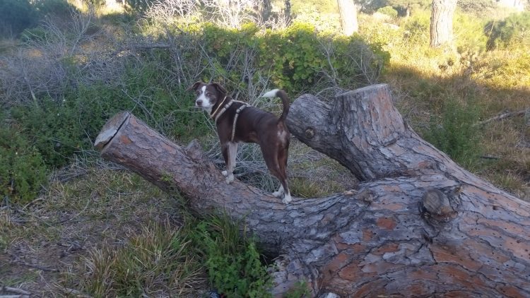 ETAPAS DEL DESARROLLO EN UN PERRO: CUARTA ETAPA (de 5 a 8 meses)