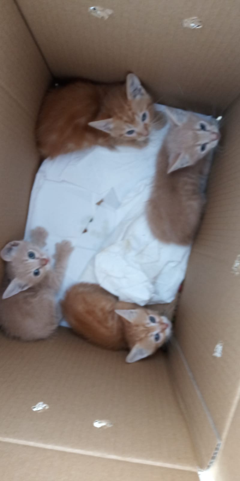 Caja-gatitos-rubios-2.jpg