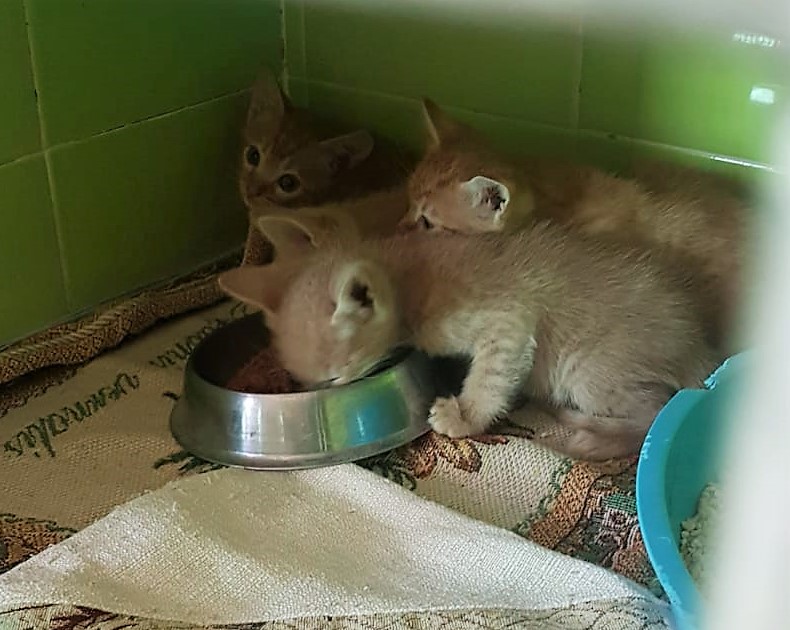 Comiendo-1.jpg