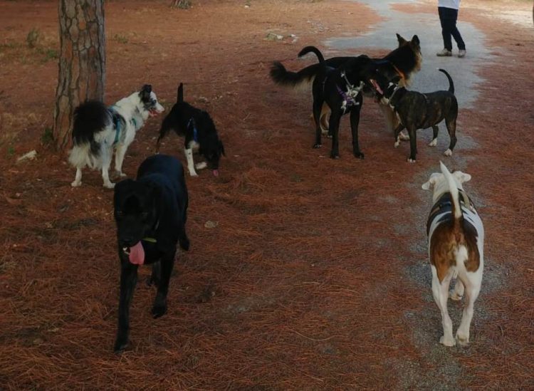 ETAPAS DE DESARROLLO EN UN PERRO: SÉPTIMA ETAPA. De 2 a 8 años