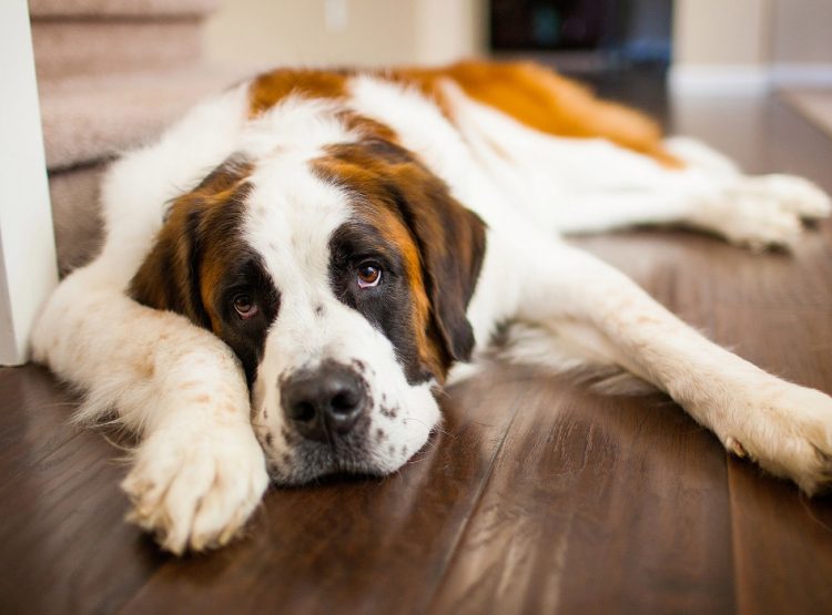 PERROS EN TODOS LADOS: LA DIFERENCIA ENTRE LO QUE «YO» QUIERO Y LO QUE QUIEREN ELLOS