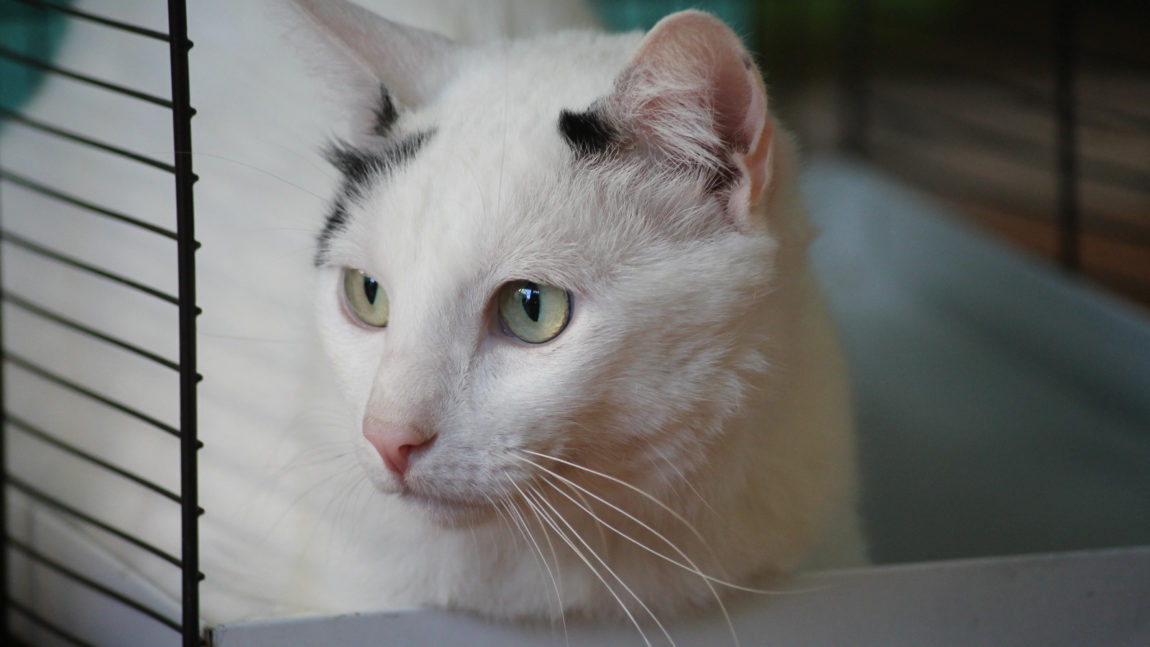 Copito