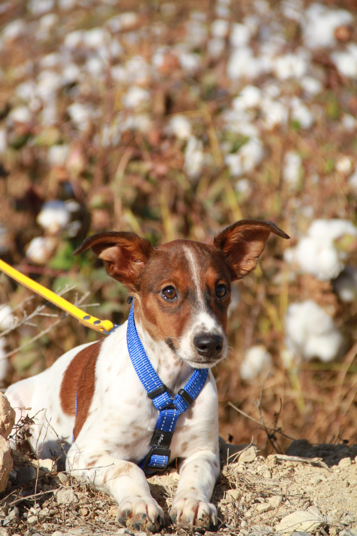 Charlie-5.jpg