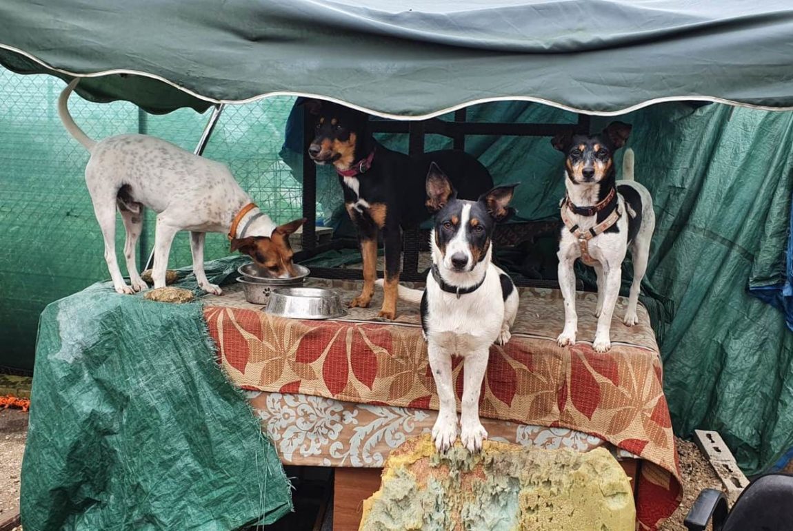Halia-Randy-Damira-y-Dalila.jpg