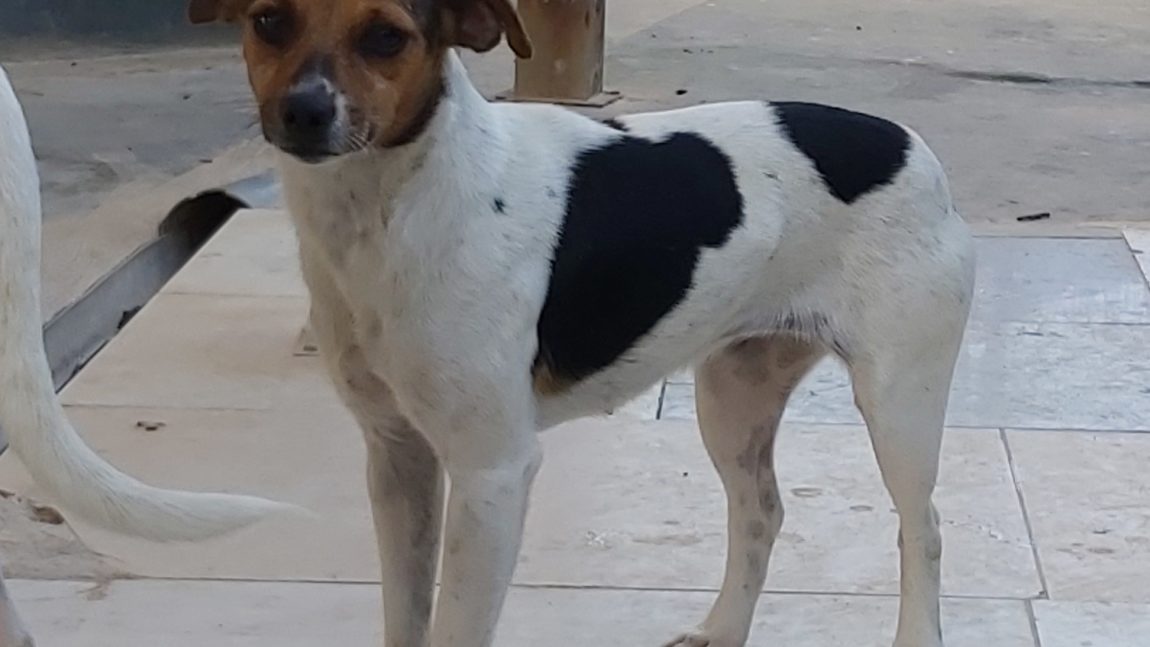 Leila