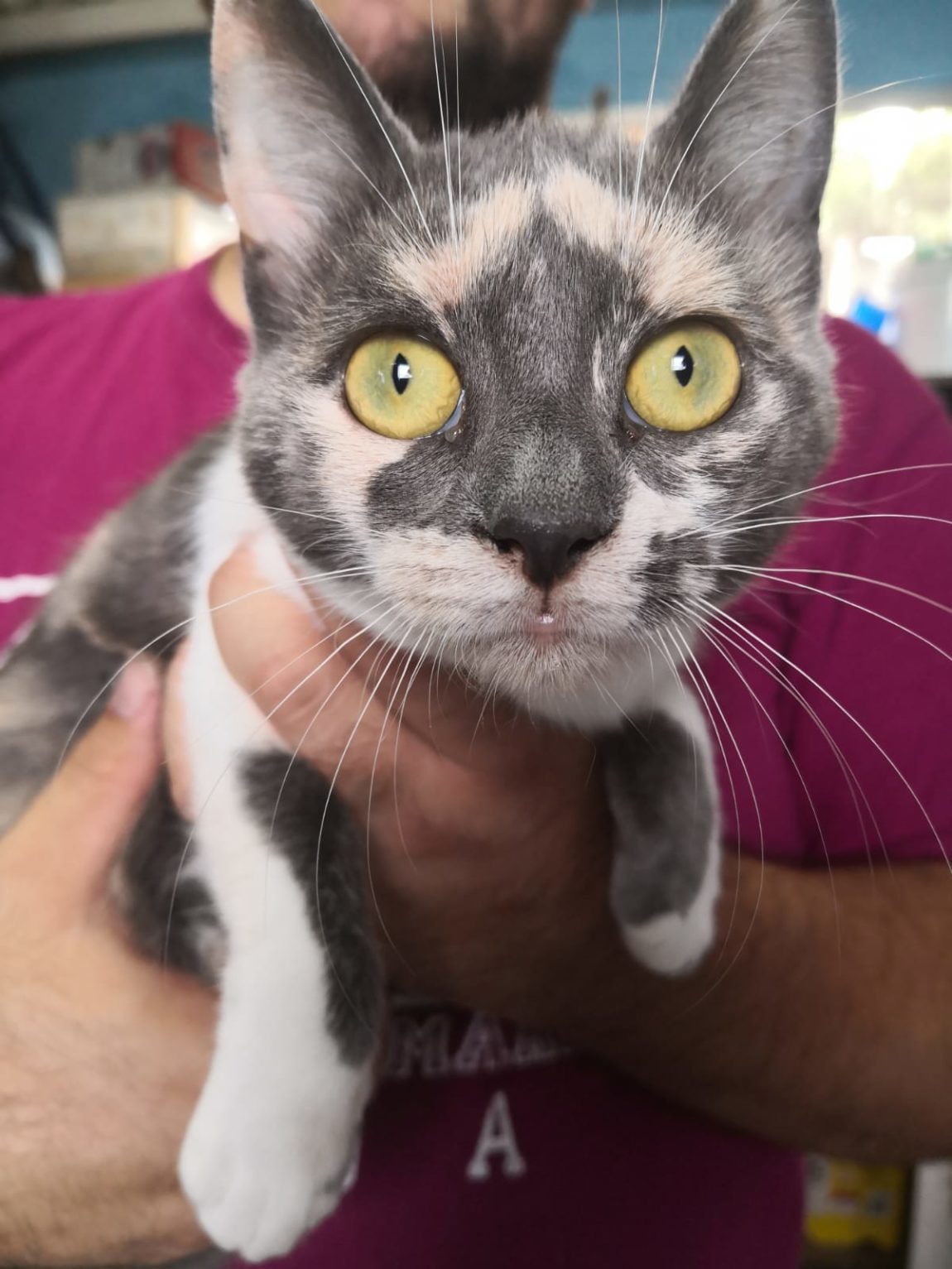 nala1.jpg