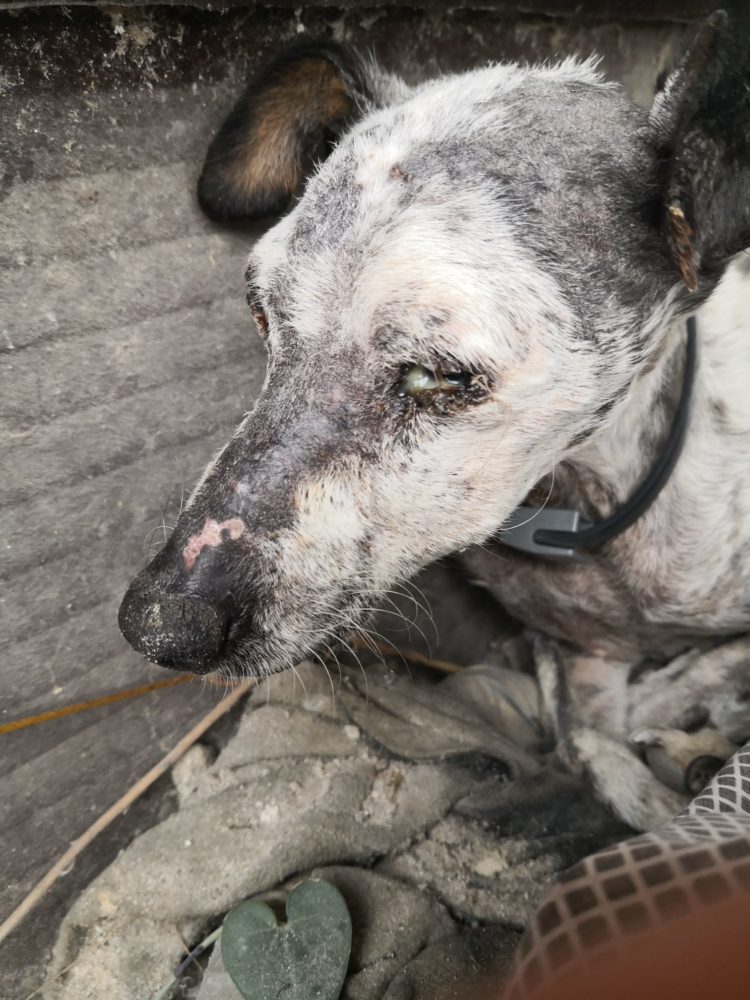 «KARMA», PERRITA RESCATADA EN PÉSIMAS CONDICIONES.