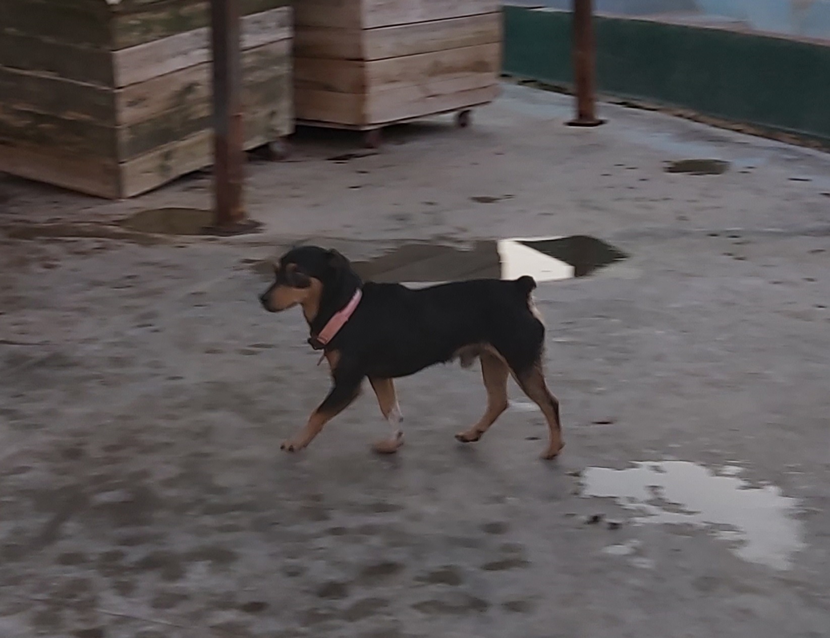 POngo14.jpg