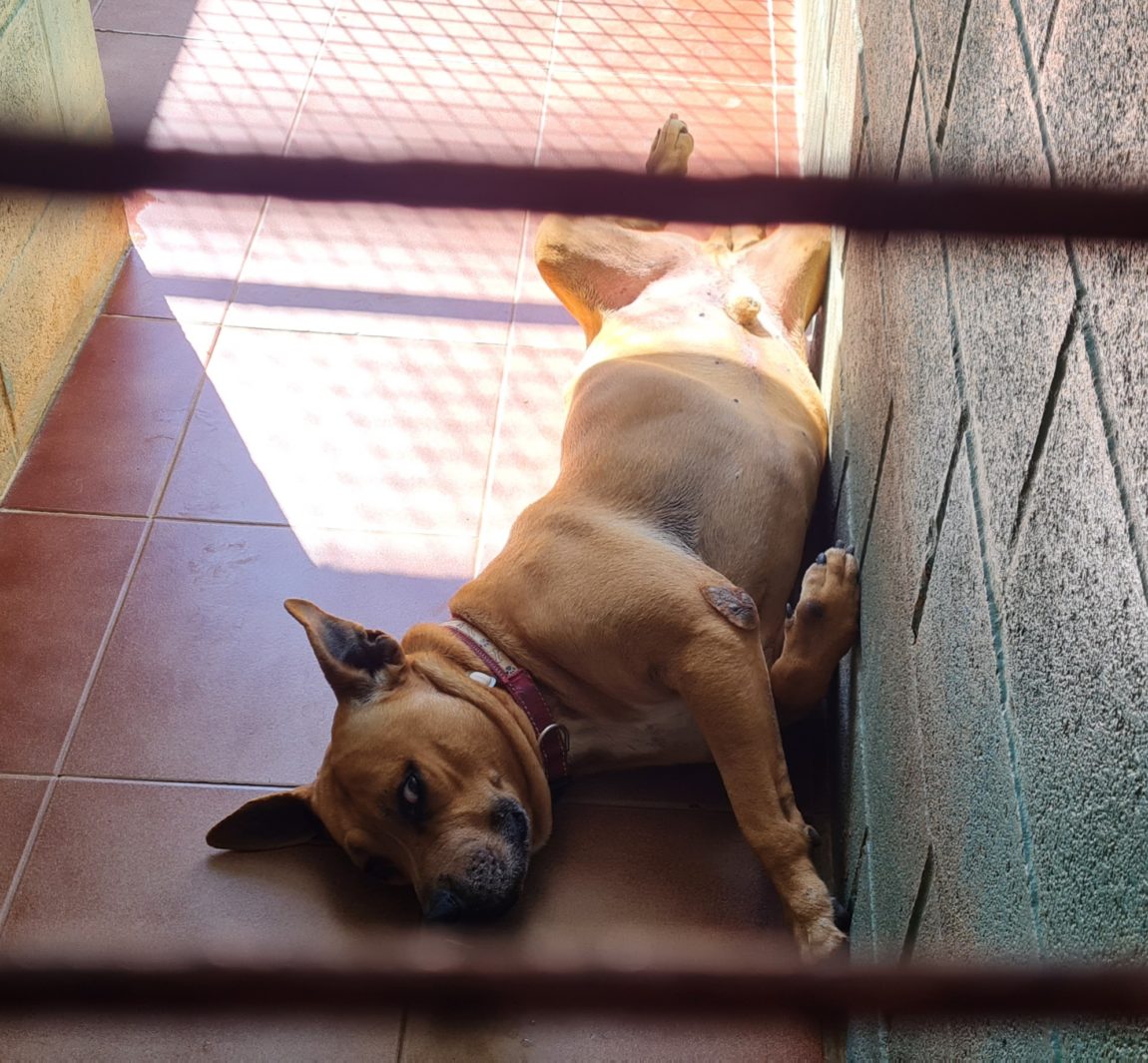 Fenix-jaula-relax.jpg