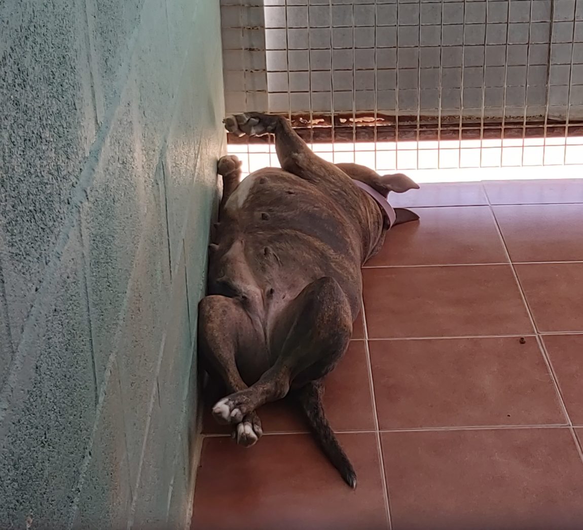 Mela-panzarriba.jpg