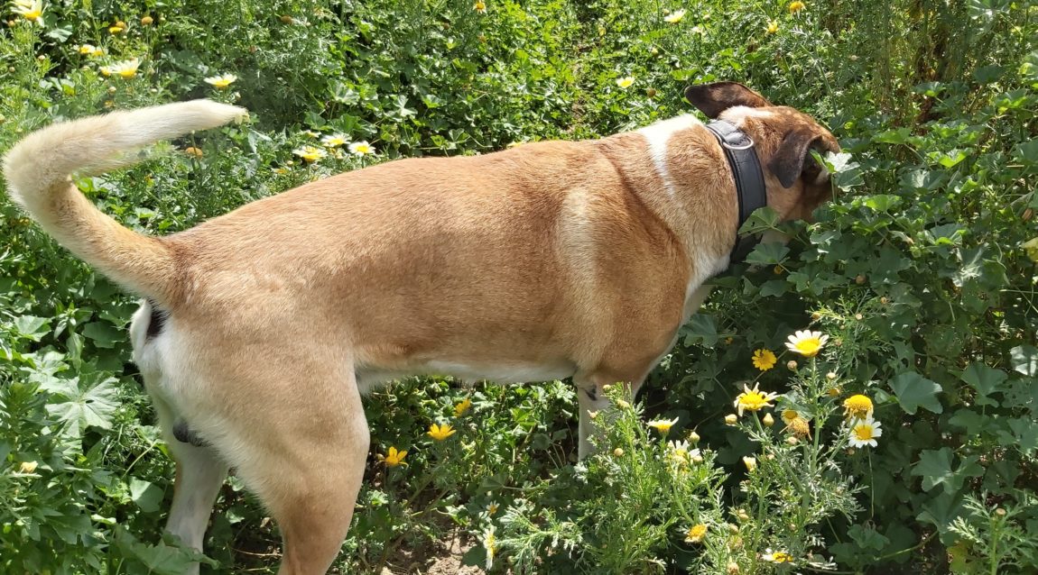 Bartolo5.jpg