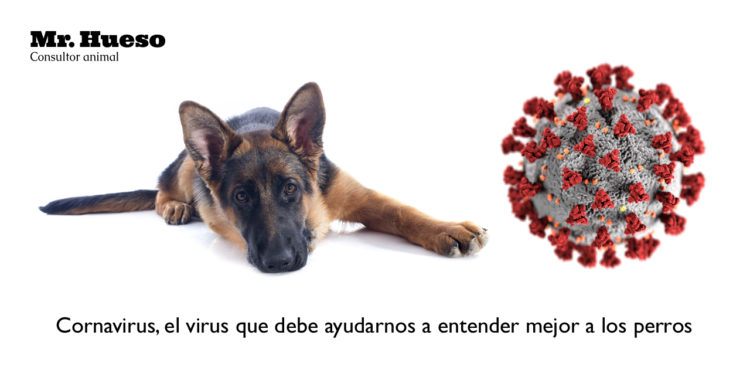 «Coronavirus, el virus que debe ayudarnos a entender mejor a nuestros perros» por Mr. Hueso