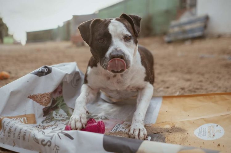 PROGRAMA DE ADOPCIONES HUMANITARIAS