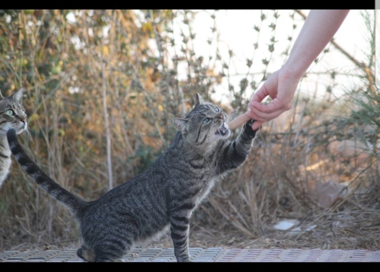 OS NECESITAMOS PARA SEGUIR ATENDIENDO TODAS LAS COLONIAS DE GATOS.