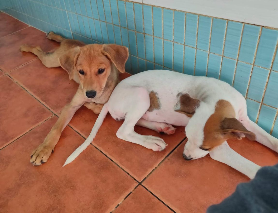 Chiripa-y-Almond-descanso.jpg