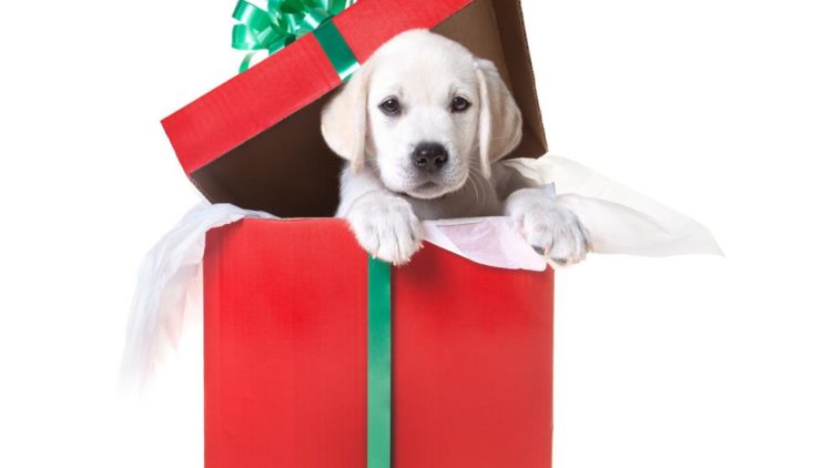 ¿POR QUÉ NO REGALAR UN ANIMAL? (Ni ahora, ni nunca)