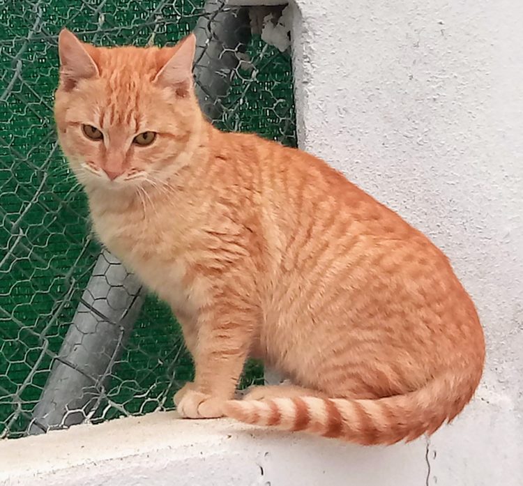 Dudú